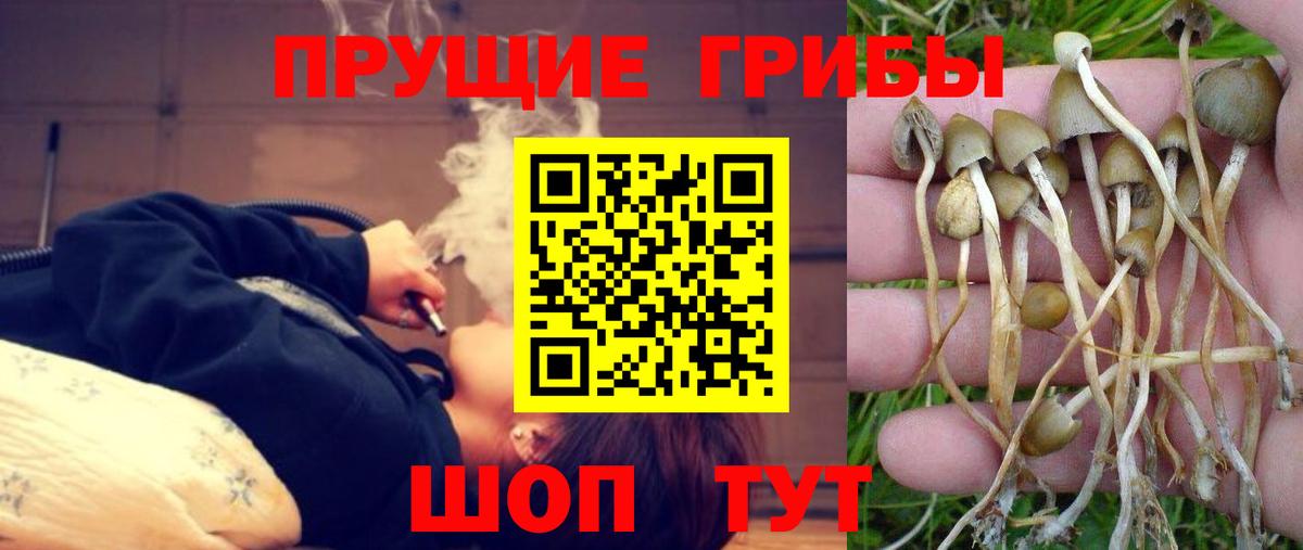 Волгодонск  Псилоцибиновые грибы Magic Shrooms  Псилоцибиновые грибы Psilocybine cubensis  Вход с VPN 